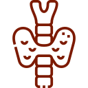 Medical illustration of the human endocrine system showing glands such as the thyroid pancreas and adrenal glands to represent hormone regulation in the body. Image used by a medical clinic in San Bernardino to explain endocrine health hormone balance and related conditions